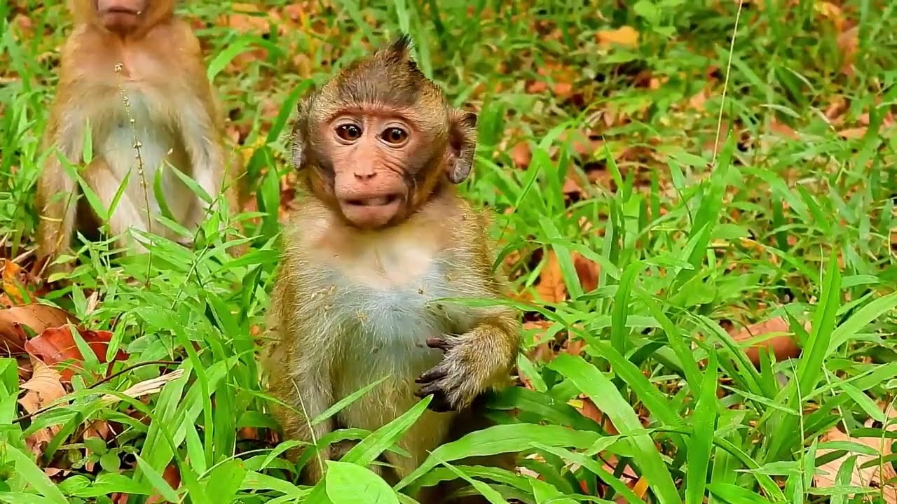 The Baby Mesell son for mom Merya, Now he is no longer dependent on his mother