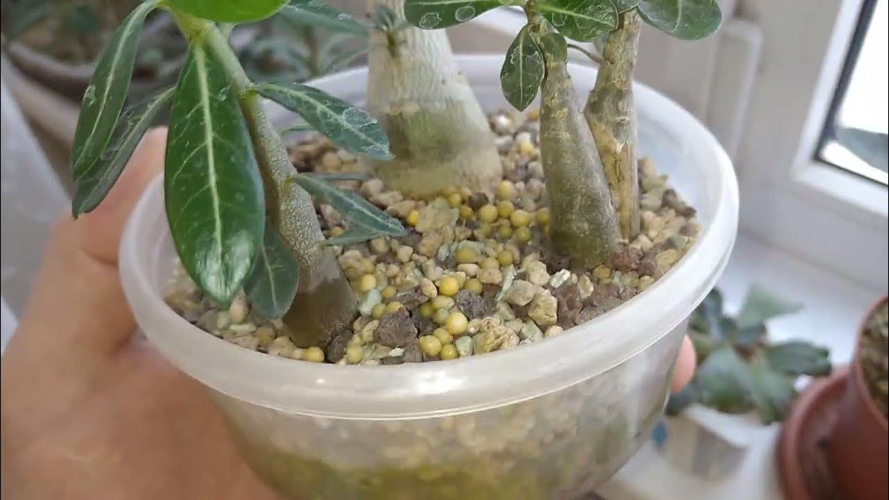 адениумы в январе #адениумыобзор - YouTube