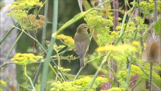 Willow Warbler at Portland Bill, Dorset, on 8th August 2014