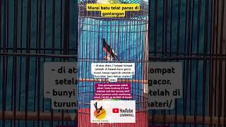 Download Lagu mulai batu telat panas \u0026 cara penanganannya MP3