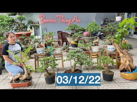 Video Bonsai bình dân 3/12 #0939700449 An chào bán cây Bằng... - youtube