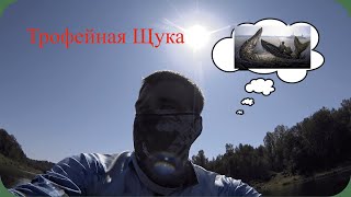 видео: «Это была НЕ просто щука. Это был вызов от самой Волги» картинка: «Это была НЕ просто щука. Это был вызов от самой Волги»