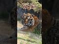 바람 솔솔 졸린 백두😴 (25.4.29) #서울대공원호랑이