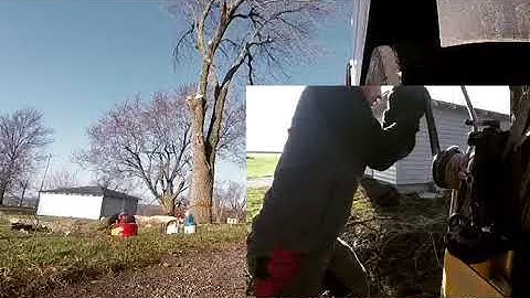 Ash tree cranked over with the grcs