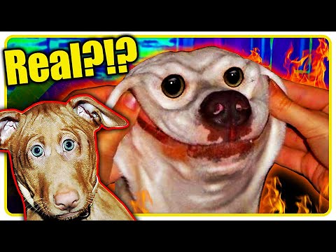 These Dogs CANT be Real!!!