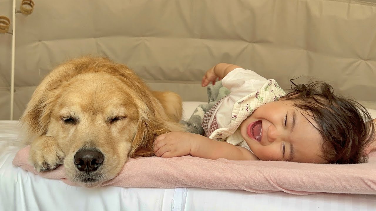 旅先でも面倒見の良さを発揮するまるで母親のようなゴールデンレトリバー