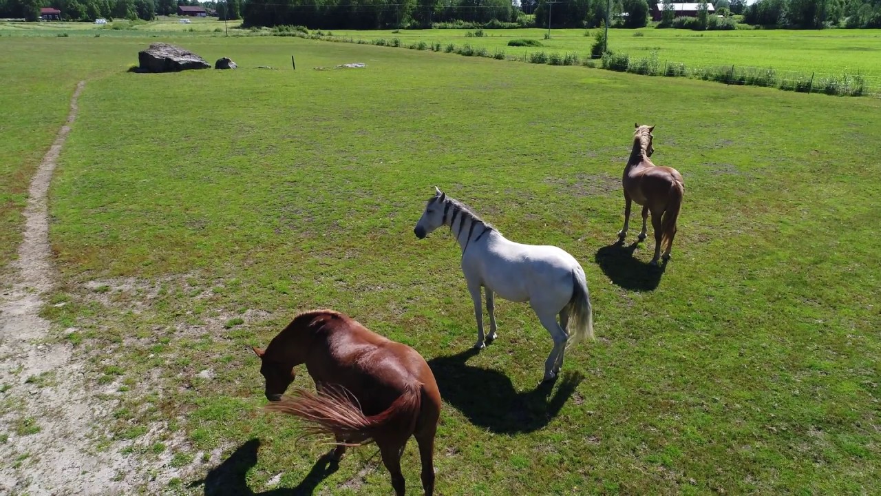 Phantom 4 PRO Horses 4K Video