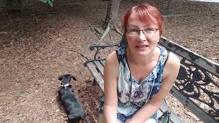 Стоит ли везти собаку в США? Стоит ли везти собаку в США?