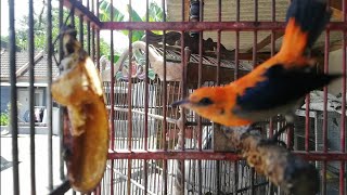 Download Lagu Suara cit kemade ngeplong--Ngotot ngalas ngalas MP3