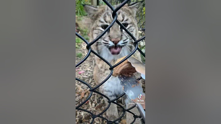 Rescued bobcat tries canned food #shorts #animals