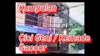 Full Suara Burung Kemade Cici Geni Gacor