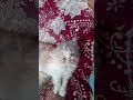 Tiny kittens open eyes to new world. #shorts #ytshorts #youtube | Fact Dropper