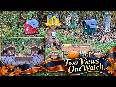 Buffet + Platform Daytime Wildlife Cams - Fall Foliage & Wisconsin Brewers Fever