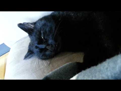 Video: Hva Drømmer En Katt Om?