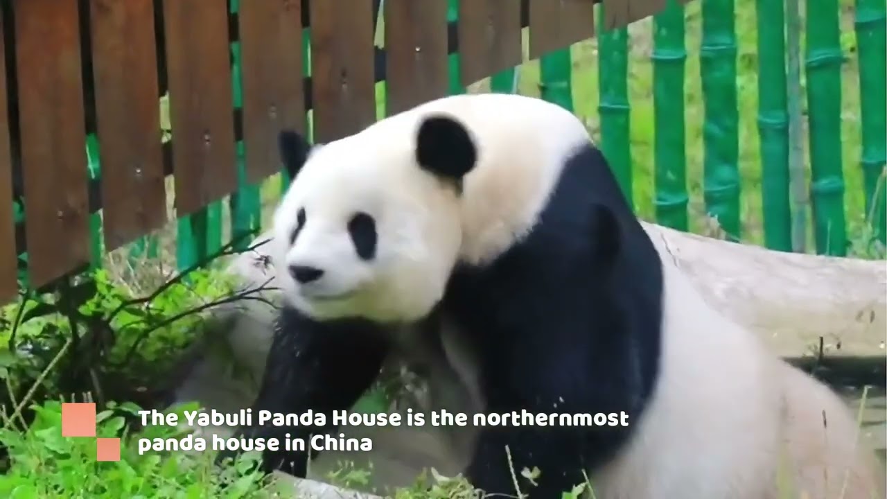 "Travel Guide: October in Harbin"