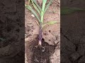 White Grubs: Occasional Pests Threatening Maize Seedlings