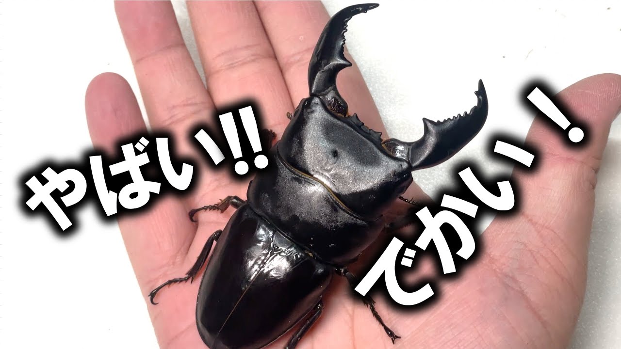 ついに巨大すぎるクワガタが羽化！念願の100mm超えなるか？ - YouTube