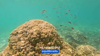 Isla Canales y Cavada: El Paraíso Submarino del Golfo de Chiriquí, Panamá. Islas Secas