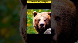 What If a 300kg Bear Stands in Front of You? 😳 #facts