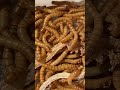 ミルワームと骨格標本#いのししの人