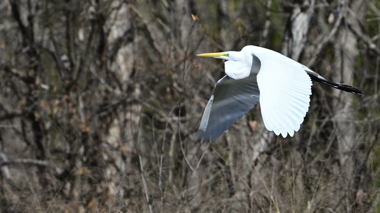 Great Egret
