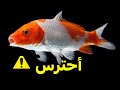 Watch Out For The Koi Fish 