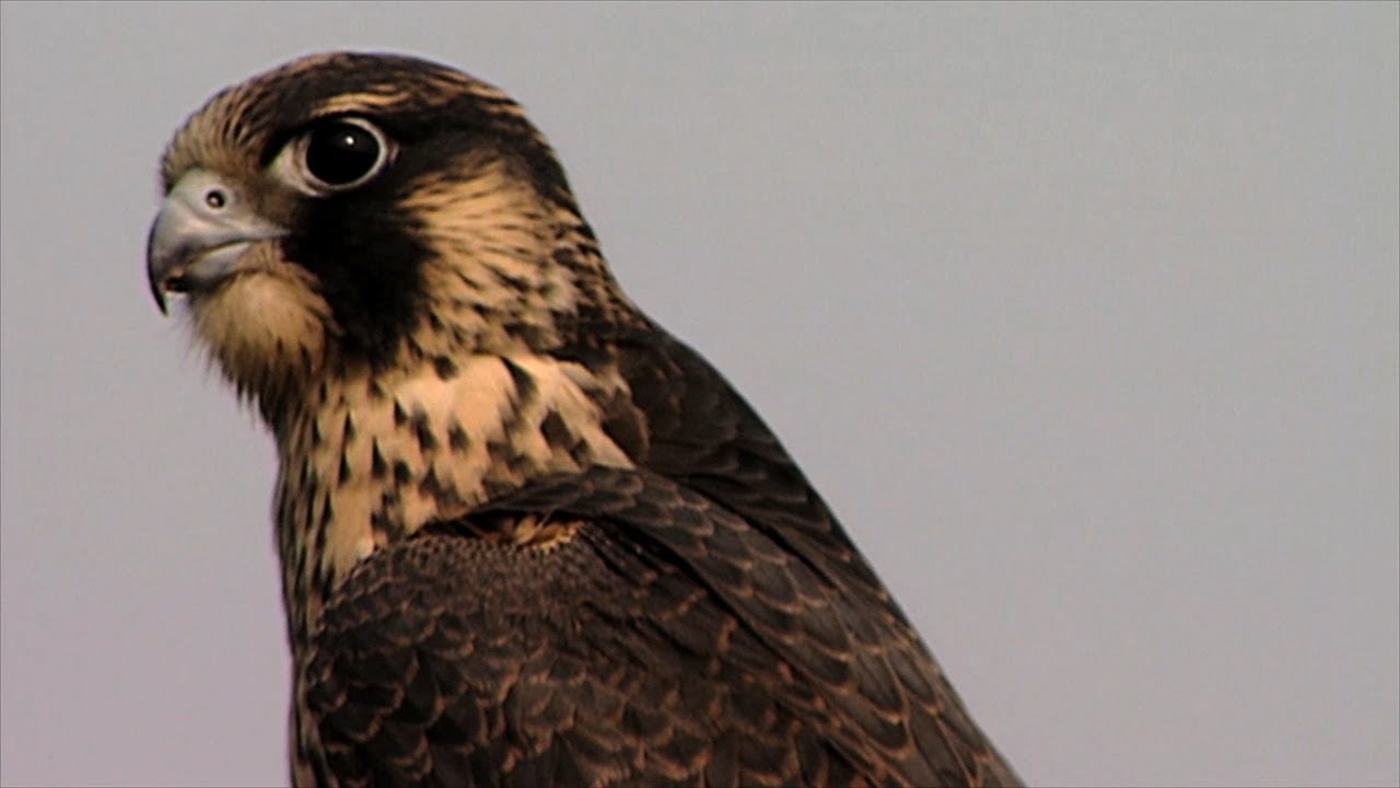 Peregrine falcons return to river cliffs - YouTube