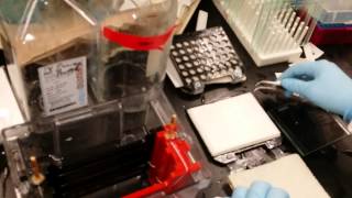 20141111 190655 Westen Blot setting up membrane transfer