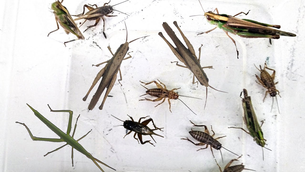 hunting leaf grasshopper insects in the garden