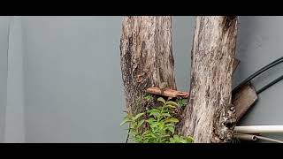 Pica Pau em Porto Seguro, dentro da cidade.