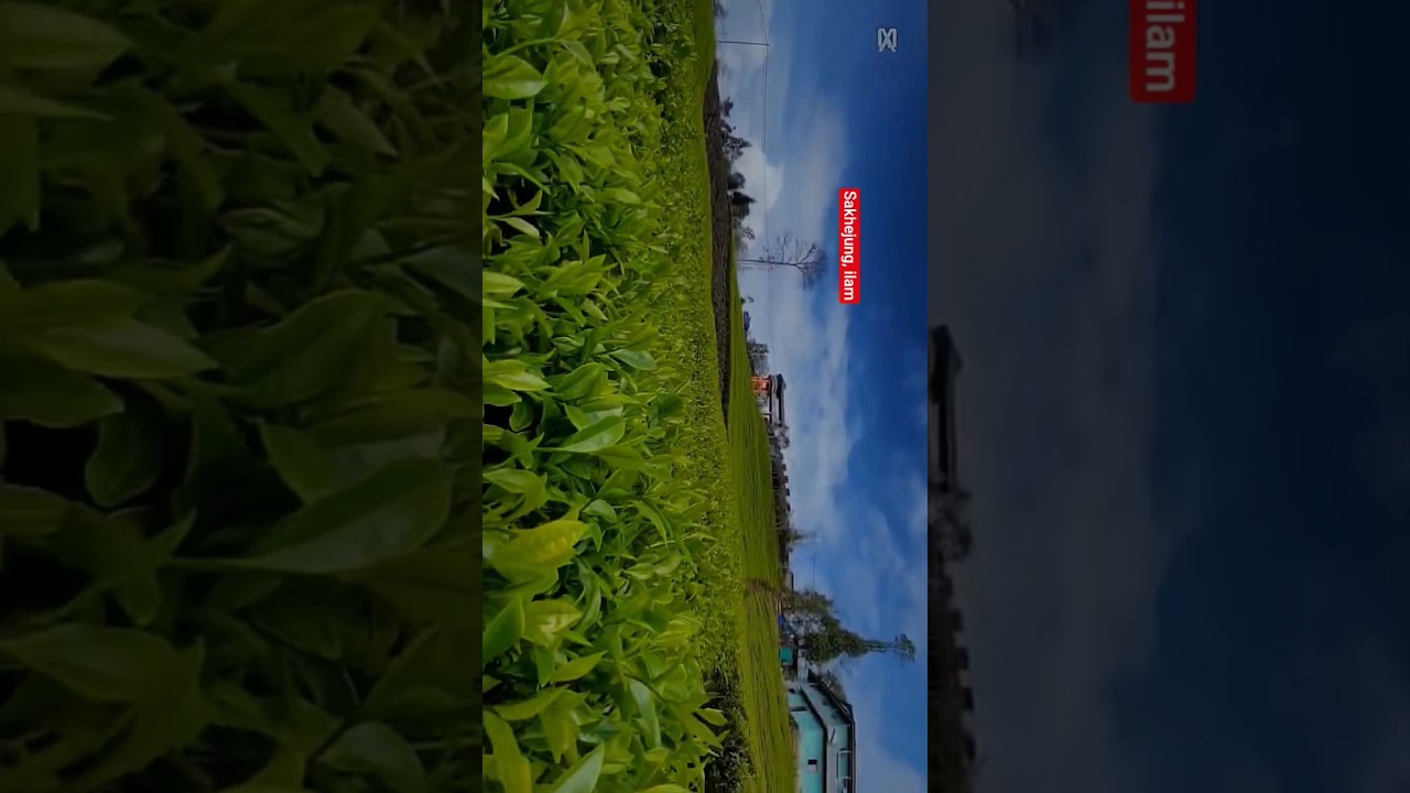 the beauty of eastern Nepal. ilam, sakhejung 