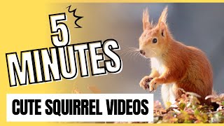 5 Minute Video of Cute Squirrels in Nature - High Quality with Music - for Kids screenshot 2