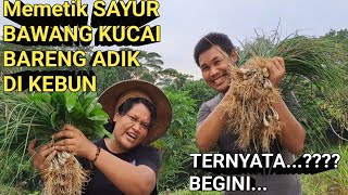 mengambil bawang kucai di kebun bareng adik