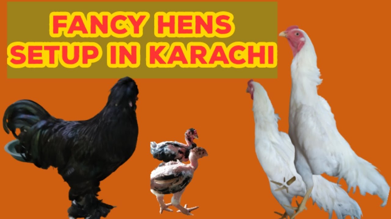 Fancy hens in karachi Fancy hens setup in karachi fancy hens and