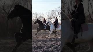 horse equestrianjourney horseenthusiast on horsetrack horsefan equestrian