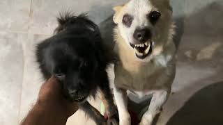 Een update over Snoopy en zijn vrienden - Takis Shelter