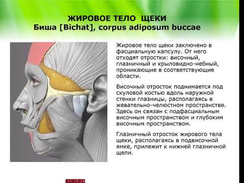 Топанатомия 4.Глубокая область лица