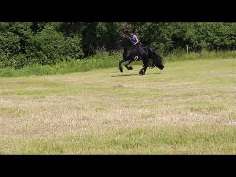 Friesian Gallop