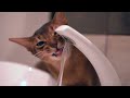 Water is my drug - Stilettoworks - Jazz - Blues - Pop