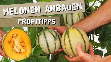 Wie groß können Melonen werden?