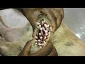 Removing mangoworm in dog | Mangoworms removal in dog - animal rescue - dog rescue - puppy rescue