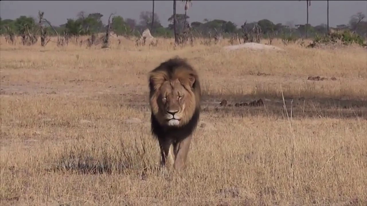 Ecological Comm Draft 2 (no voiceover)