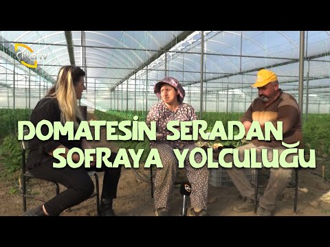 Domatesin Seradan Sofraya Yolculuğu - Anadolu Sevdası
