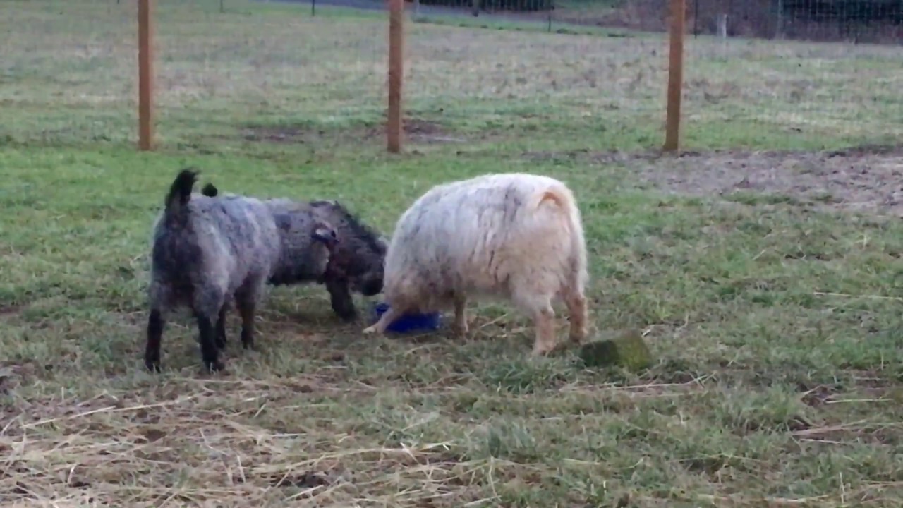 Dinner time Quail Hollow Farm YouTube