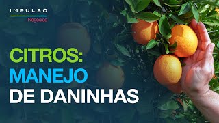 Citros Práticas No Manejo De Daninhas Impulso Negócios Ep. 173