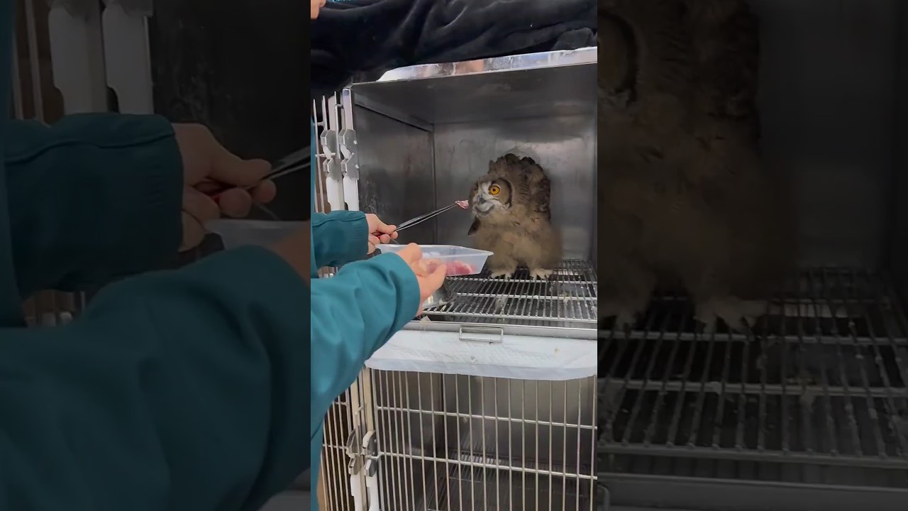Feeding This Owl Is a Risky Job 🦉⚠️