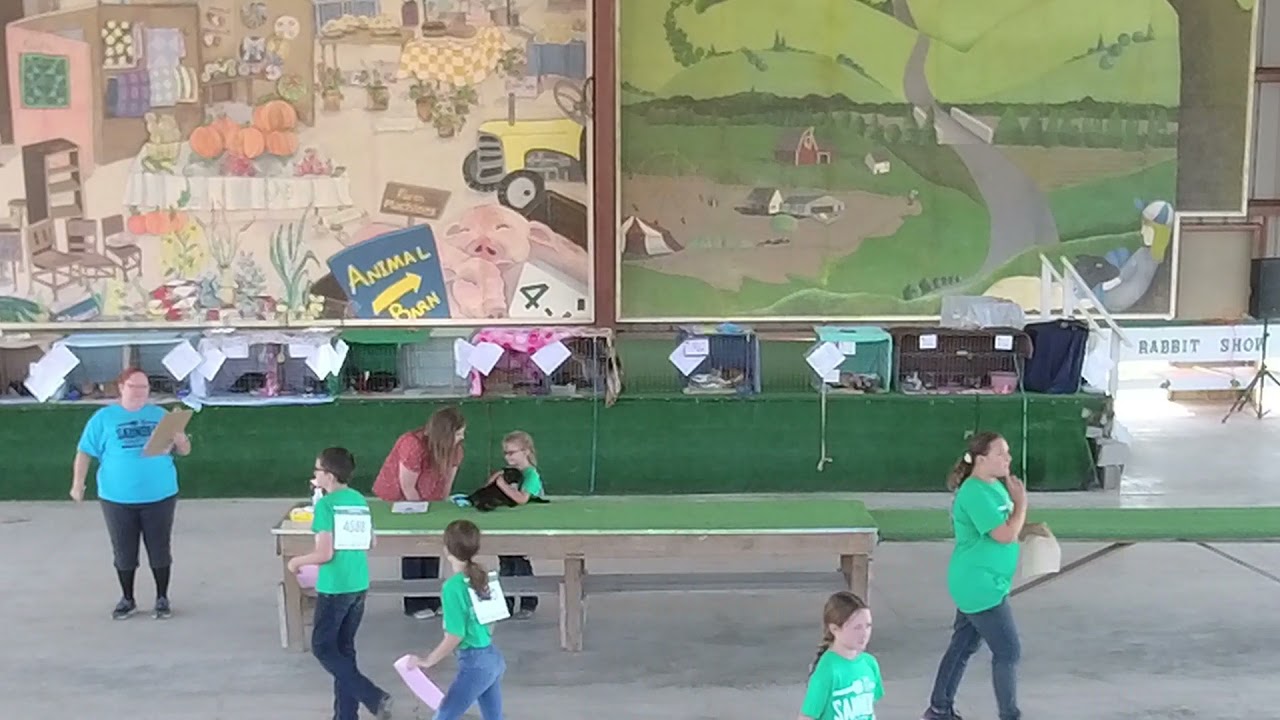 4-H Cat Show