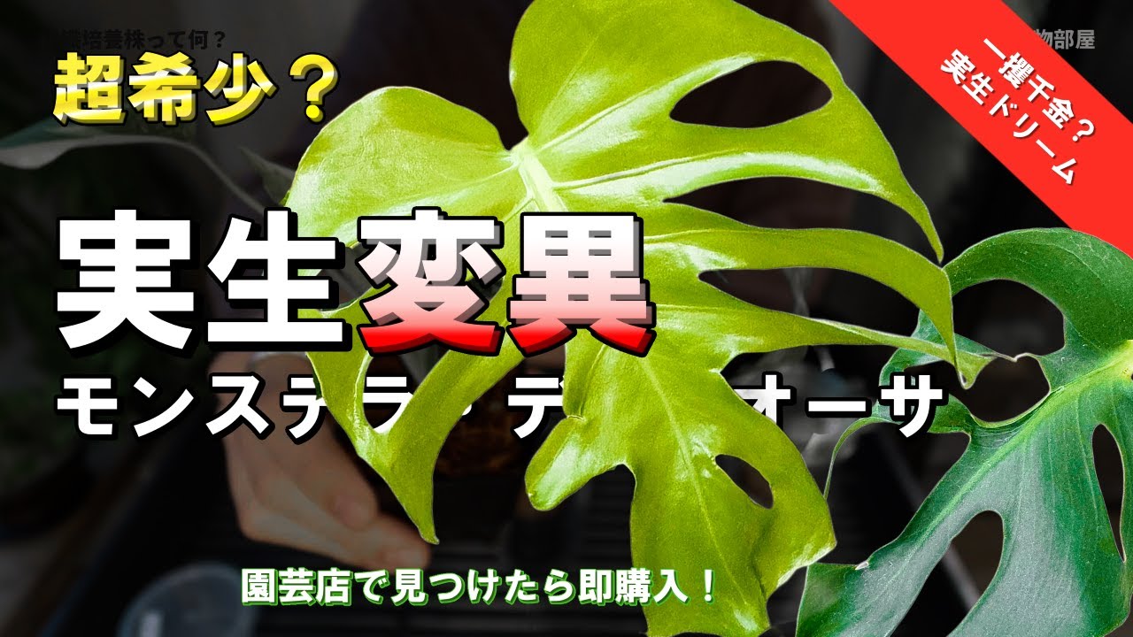 超希少？】実生ドリーム｜奇形モンステラ・デリシオーサの開封＆植え
