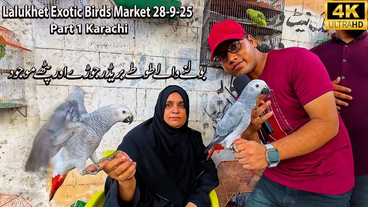 Lalukhet Exotic Birds Market 28-9-25 Part 1 Karachi | Hen and Rooster Unique Parrots and Birds
