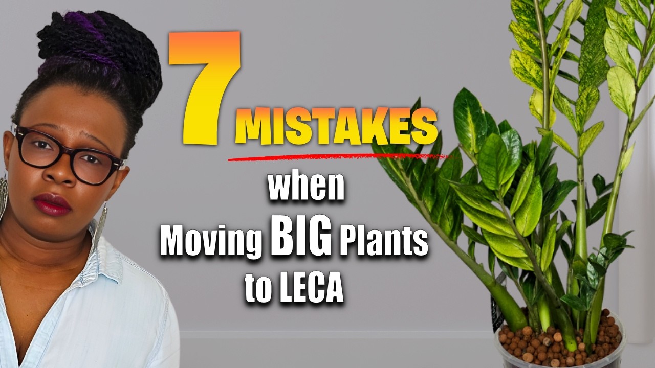 7 Mistakes That Kill Big Plants Moving from Soil to LECA